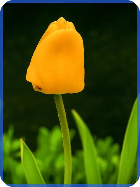 CJ대한통운주가 전망과 배당 기대요인 분석