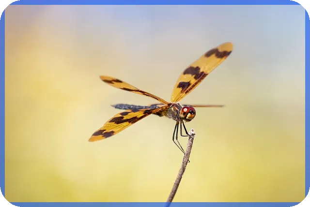 시장조사로 실패 없는 창업 성공 비법 공개