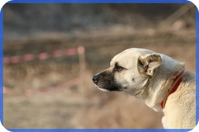 안전망대출2로 저신용자 신용회복과 대출 해결 방법 찾기