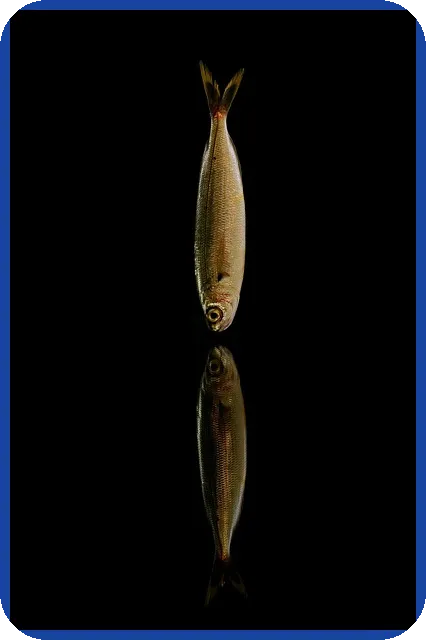 대구새마을금고특판 3.61% 금리로 투자 수익 높이기