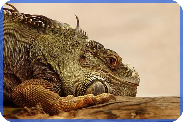 신차캐시백으로 gv70 신형 구매 혜택 최대 활용하기