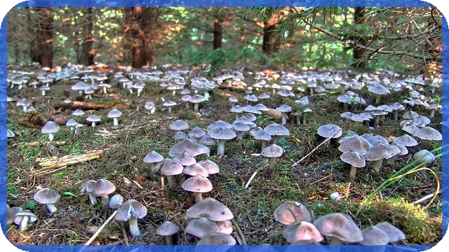 증권계좌추천 최신 2025 혜택과 선택 포인트